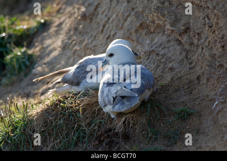 Fulmar Fulmarus Cyclopoida Procellaridae paar auf Nest Stockfoto