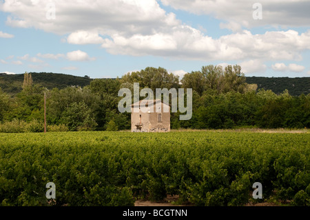 Weinberg und alte Haus Languedoc Frankreich Stockfoto