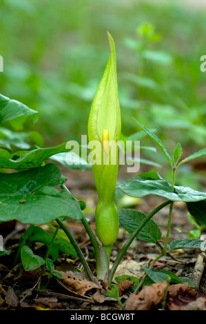 Lords und Ladies Arum Maculatum Cornwall Frühling Stockfoto