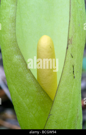 Lords und Ladies Arum Maculatum Frühling cornwall Stockfoto