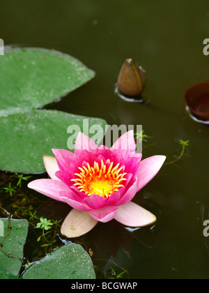 Seerose Stockfoto
