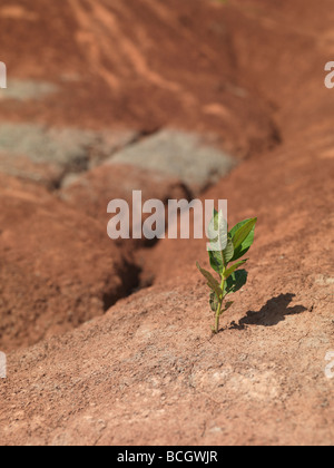 Einzelne kleine grüne Pflanze wächst auf trockene rote Erde Stockfoto