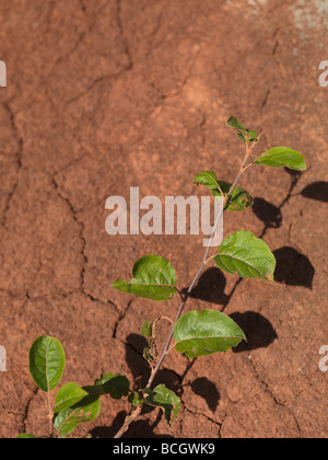 Grüne Blätter einer Pflanze wächst auf trockenen roten Erde Stockfoto