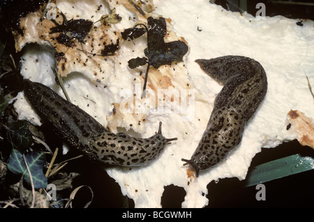 Große graue Schnecke Limax Maximus Limacidae Fütterung auf eine Halterung Pilz UK Stockfoto