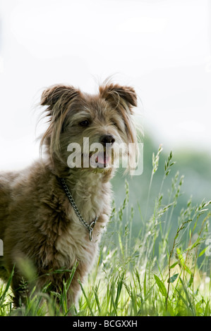 Niedlicher, flauschiger, ungewöhnlicher k9-Hund in entspannter Pose mit entzückenden flauschigen Ohren, aber dennoch wachsam und attraktiv als bester Freund des Mannes Stockfoto