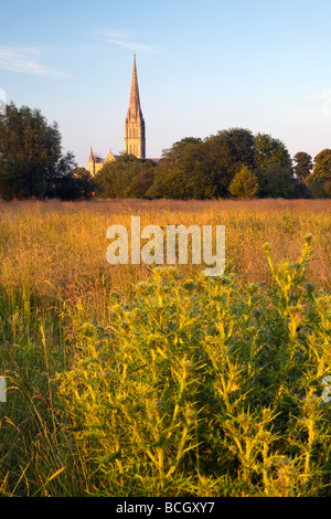 Eine Ansicht der Kathedrale von Salisbury genommen von Harnham Auen Stockfoto