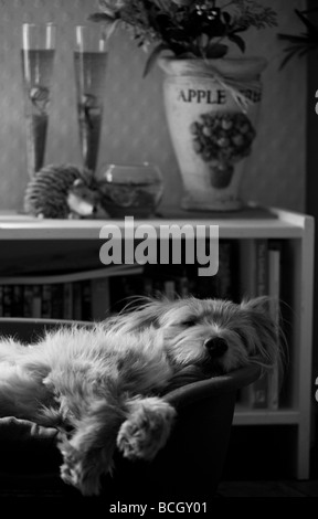 Niedlicher, flauschiger, ungewöhnlicher k9-Hund in entspannter Pose mit entzückenden flauschigen Ohren, aber dennoch wachsam und attraktiv als bester Freund des Mannes Stockfoto