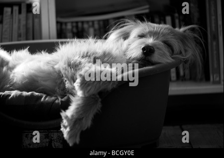 Niedlicher, flauschiger, ungewöhnlicher k9-Hund in entspannter Pose mit entzückenden flauschigen Ohren, aber dennoch wachsam und attraktiv als bester Freund des Mannes Stockfoto