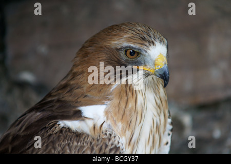 Adler mit Wappen deprimiert gebootet. Kopf und Schultern nur. Stockfoto