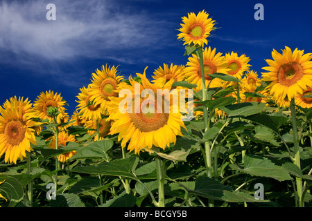 Reife Sonnenblumen gezeigt vor einem blauen Himmel in Le Marche, Italien Stockfoto