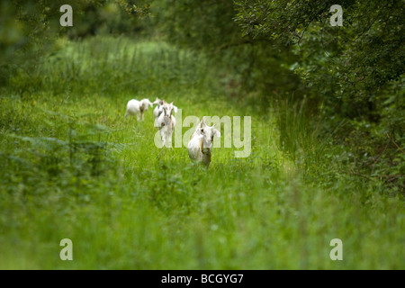 Drei Ziegen zu Fuß langen Gras im englischen Bereich Stockfoto