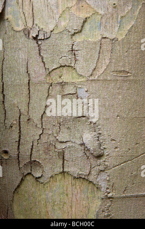 Kleine rotblättrige Gum Eukalyptus Parvifolia Nahaufnahme von Rinde Stockfoto