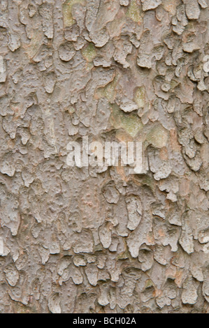 Chilgoza Kiefer (Pinus Gerardiana) Nahaufnahme von Rinde native zum östlichen Himalaya NW, Afghanistan, Pakistan, NW-Indien Stockfoto