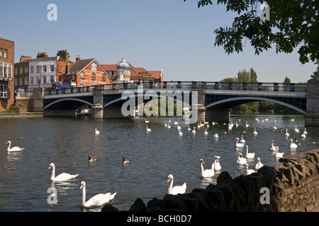 Schwäne auf Themse bei Windsor Bridge Berkshire England UK Stockfoto