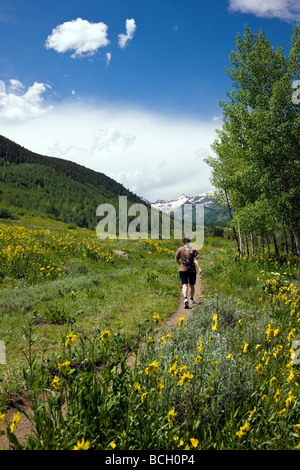 Maultiere Ohren Asteraceae Sonnenblume Familie wachsen auf einer Wiese entlang der Wälder gehen unteren Loop Trails Crested Butte Colorado USA Stockfoto