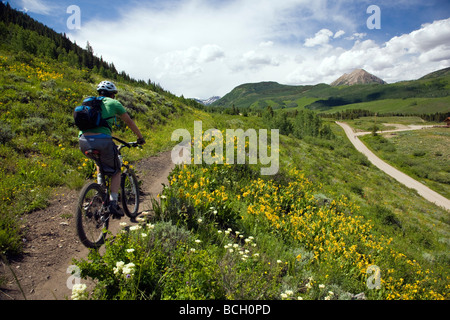 Maultiere Ohren Asteraceae Sonnenblume Familie wachsen auf einer Wiese entlang der Wälder gehen unteren Loop Trails Crested Butte Colorado USA Stockfoto