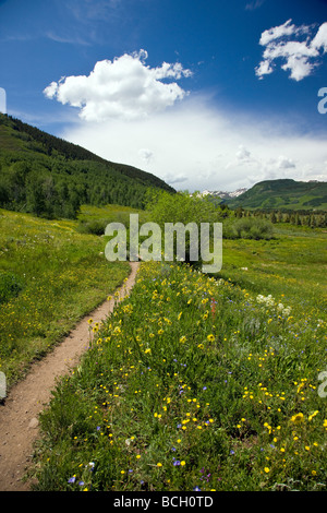 Maultiere Ohren Asteraceae Sonnenblume Familie wachsen auf einer Wiese entlang der Wälder gehen unteren Loop Trails Crested Butte Colorado USA Stockfoto