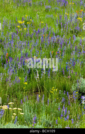 Blaue Lupine in einer Ranch Weide südlich von Crested Butte off Highway 135 Gunnison County Colorado Stockfoto