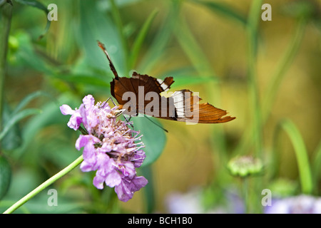 Rusty gekippt Seite Butterfly Stockfoto