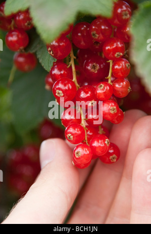 Person, die Kommissionierung roter Johannisbeeren auf Garsons Farm in Esher, United Kingdom Stockfoto