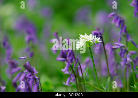 Glockenblumen Hyacinthoides non Scripta und wilden Knoblauch Allium Ursinium Cornwall Stockfoto