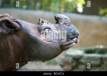 Sumatra-Nashorn Dicerorhinus sumatrensis Stockfoto