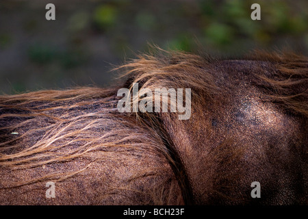 Sumatra-Nashorn Dicerorhinus sumatrensis Stockfoto