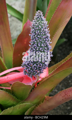 Aechmea Paniculigera, Bromeliaceae, Kolumbien und Venezuela, Südamerika Stockfoto