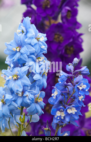 Delphinium-Blumen in einem Garten Großbritannien Ambleside Stockfoto