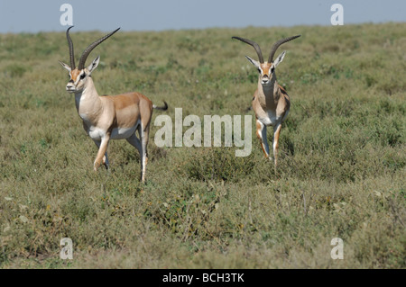 Stock Foto von zwei Grant es Gazelle Böcke zu Fuß über die kurze Grasebenen der Ndutu, Tansania, Februar 2009. Stockfoto