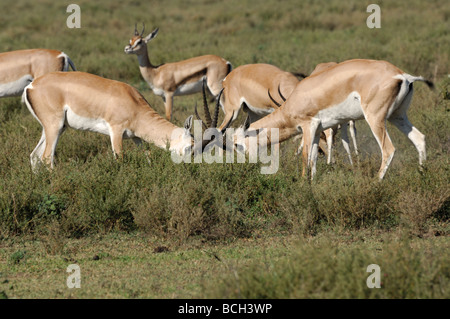 Stock Foto von zwei Grant es Gazelle Böcke sparring, Serengeti Nationalpark, Tansania, Februar 2009. Stockfoto