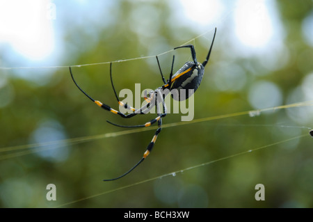 Zebra-Spinne Spinnen ein Netz im Waterberg Nationalpark in Namibia Stockfoto