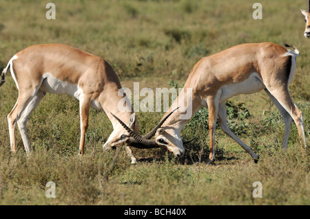 Stock Foto von zwei Grant es Gazelle Böcke sparring, Serengeti Nationalpark, Tansania, Februar 2009. Stockfoto