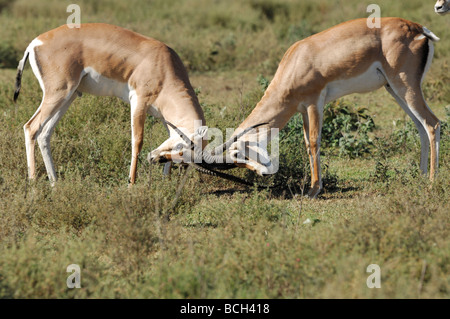 Stock Foto von zwei Grant es Gazelle Böcke sparring, Serengeti Nationalpark, Tansania, Februar 2009. Stockfoto