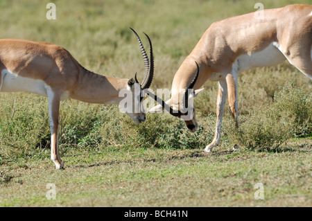 Stock Foto von zwei Grant es Gazelle Böcke sparring, Serengeti Nationalpark, Tansania, Februar 2009. Stockfoto