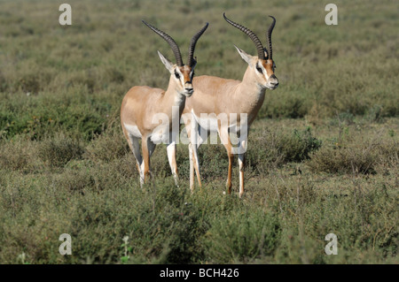 Stock Foto von zwei Grant es Gazelle Böcke zu Fuß über die kurze Grasebenen der Ndutu, Tansania, Februar 2009. Stockfoto