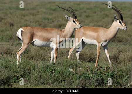 Stock Foto von zwei Grant es Gazelle Böcke zu Fuß über die kurze Grasebenen der Ndutu, Tansania, Februar 2009. Stockfoto