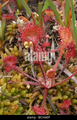 Runde Leaved Sonnentau Drosera Rotundifolia zeigt Haare klebrige Blätter und Blütenknospen wachsen in einem Sphagnum-Moor Stockfoto