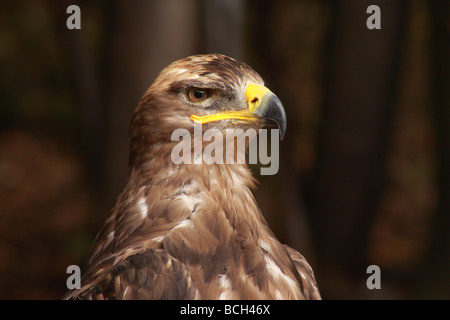 Mäusebussard Buteo Buteo, Kalkspat, Falke, Buteo, Raubtier, Raptor, Gesicht, Stockfoto