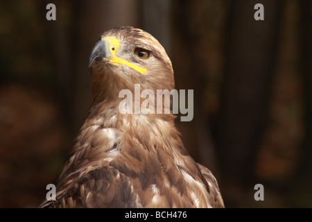 Mäusebussard Buteo Buteo, Kalkspat, Falke, Buteo, Raubtier, Raptor, Gesicht, Stockfoto