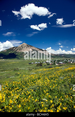 Maultiere Ohren Asteraceae Sonnenblume Familie wachsen auf einer Wiese entlang der Wälder gehen unteren Loop Trails Crested Butte Colorado USA Stockfoto