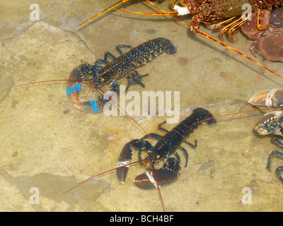 Gemeinsamen Hummer Häutung Vulgaris in einem Pferch außerhalb eines Restaurants Stockfoto