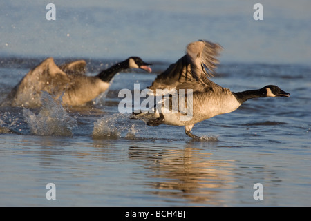 Ein paar Kanadagänse ausziehen aus Wasser an Slimbridge WWT, Gloucestershire, England, UK Stockfoto