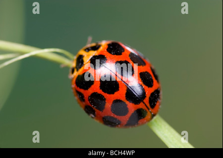 Australische gemeinsame gefleckte Marienkäfer Käfer Stockfoto