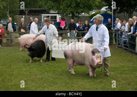 Zeigen Schweine auf der letzten königlichen Show 2009 Stockfoto