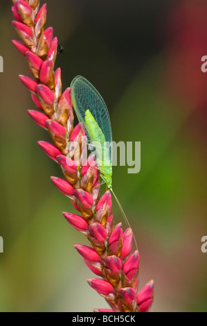 Gemeinsamen grünen Florfliege (Chrysoperla Carnea), Frankreich Stockfoto