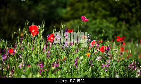 Bunte Sommer Garten Grenze Stockfoto