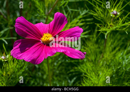 Lebendige rosa Cosmos gegen helles grünes Laub Stockfoto