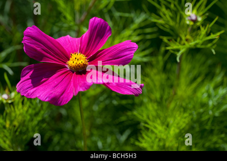 Lebendige rosa Cosmos gegen helles grünes Laub Stockfoto