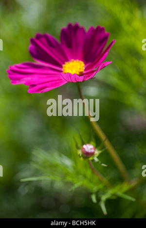 Lebendige rosa Cosmos gegen helles grünes Laub Stockfoto